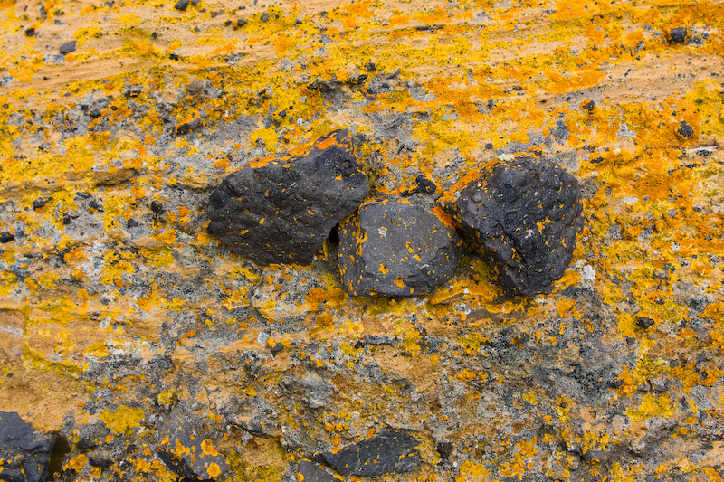 Lichen On Rock Face